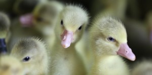 ferme de la couture Producteur, Éleveur de Volailles et de Lapins