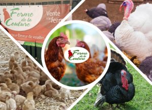 elevage de volailles à la Ferme de la couture