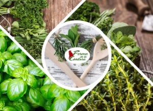 Les secrets des herbes aromatiques en cuisine