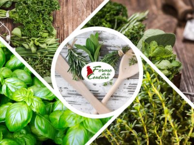 Les secrets des herbes aromatiques en cuisine