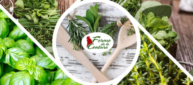 Les secrets des herbes aromatiques en cuisine
