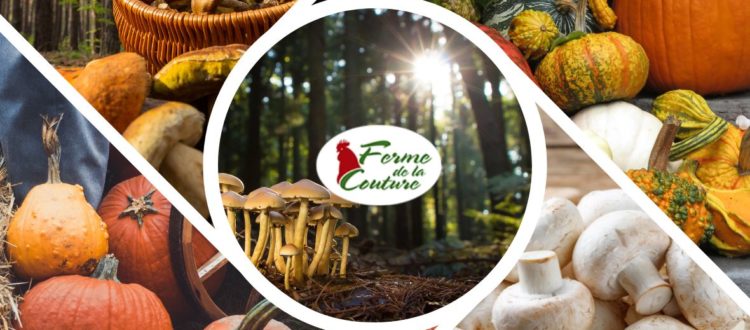 Les bienfaits de cuisiner avec les récoltes d’automne